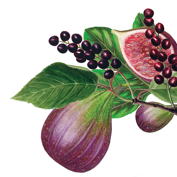 H Bronnley & Co - Branding a natural collection